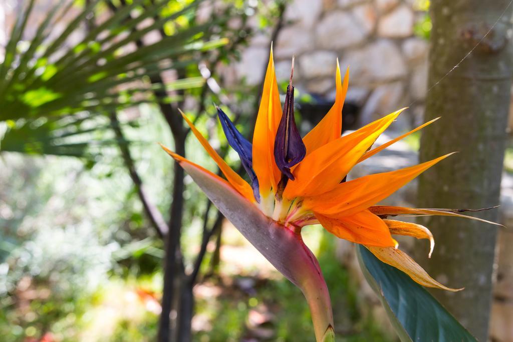 Villa Alma Veli Lošinj Zewnętrze zdjęcie