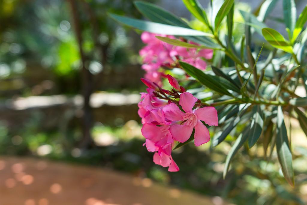 Villa Alma Veli Lošinj Zewnętrze zdjęcie